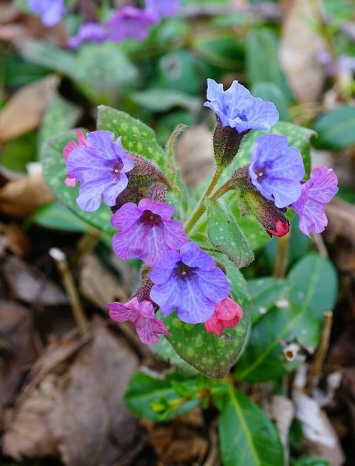 amazing Purple Spring Flowers