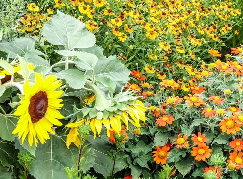 Mexican Sunflower are Sunflower Companion Plants