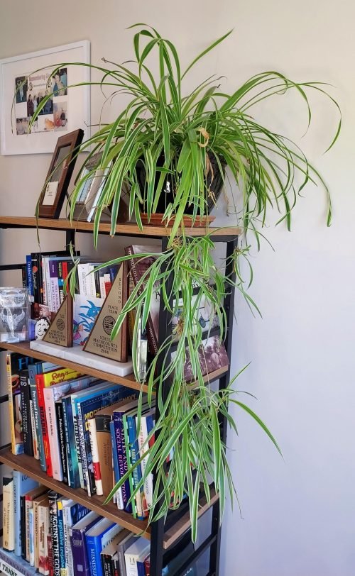 Spider Plant at Home 2