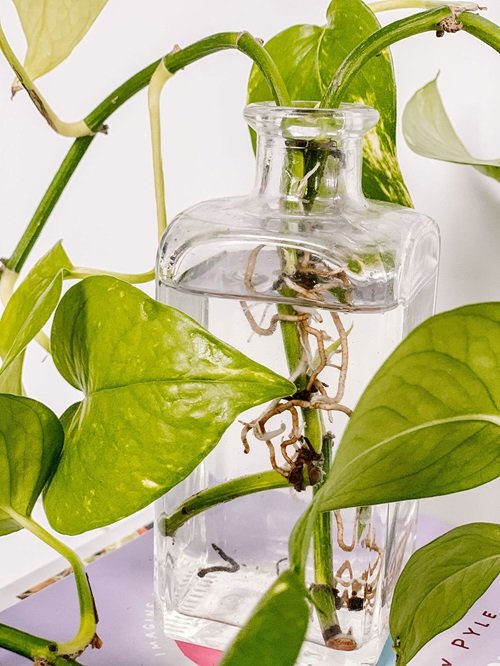 Common Pothos Growing Mistakes 13