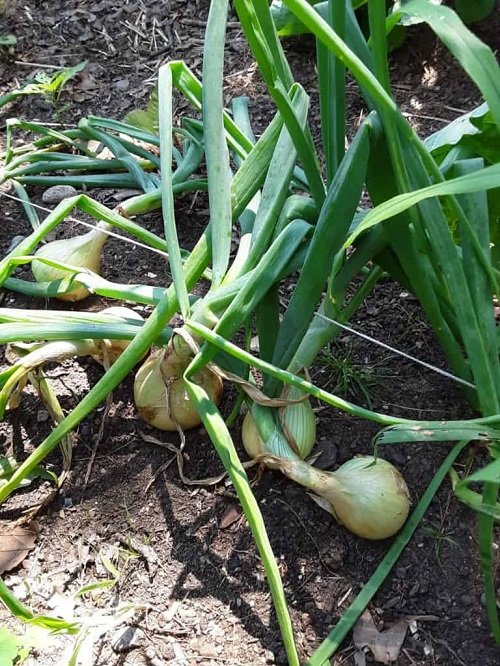 Shade-growing Vegetables4