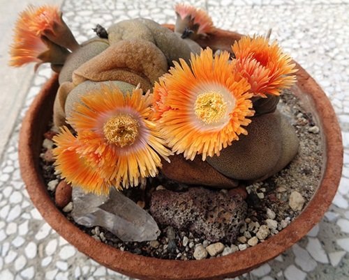 Pleiospilos nelii 'Orange Split Rock' in terracotta pot