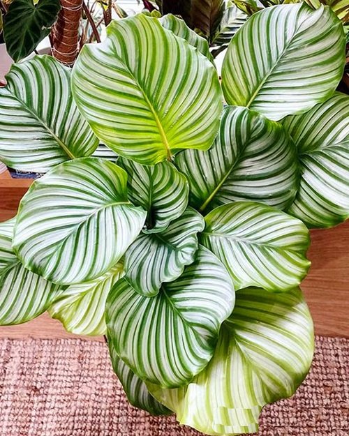 Big Calathea Orbifolia care