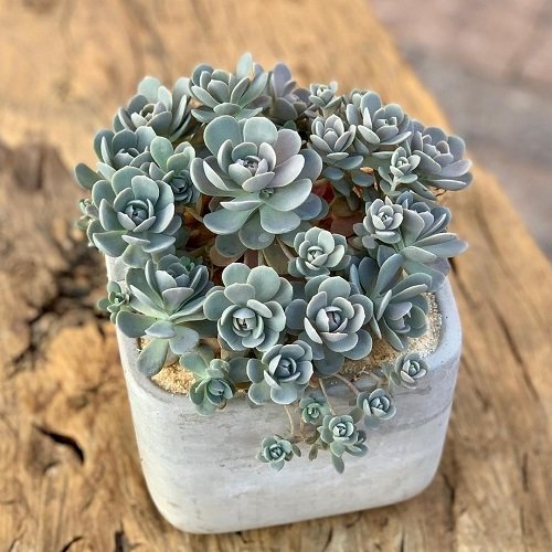 Beautiful Korean Succulents in terracota pot