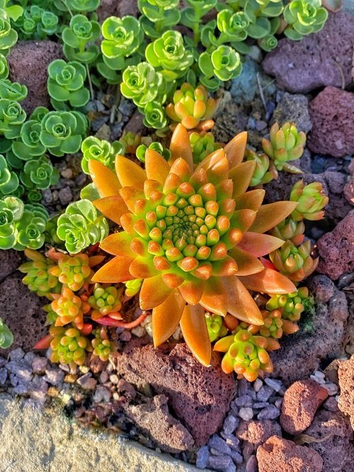 Beautiful Korean tiny Succulents 