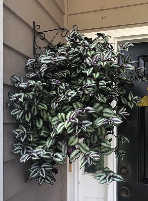 Grow Wandering Jew Indoors gate