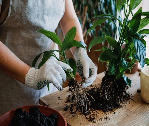 Peace Lily That Grow Best From Division