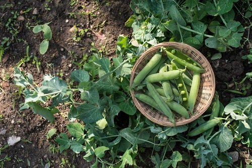 Grown Vegetables in the Shade