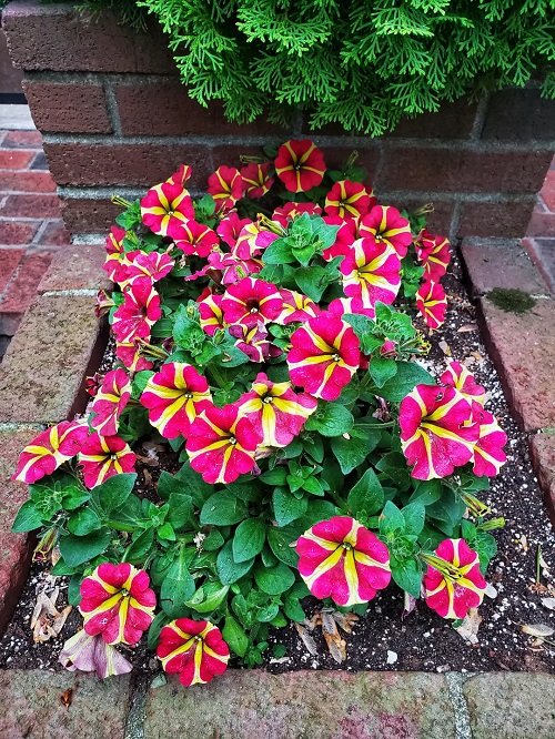  Reviving Petunias to die .