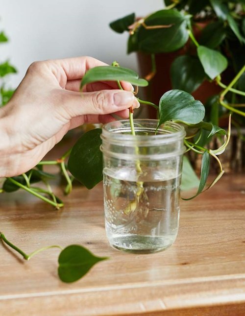 Philodendron Indoor Plants that Grow from Just One Leaf