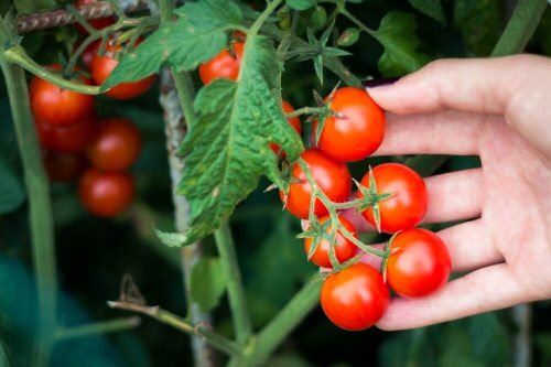 How to Grow so Many Tomatoes in so Little Space 2