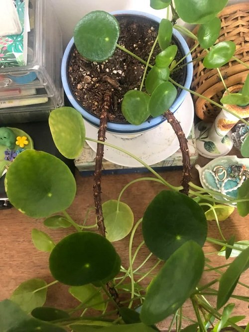 Leggy Pilea in home