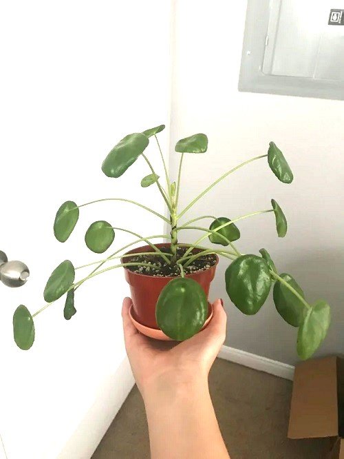 Leggy Pilea 2