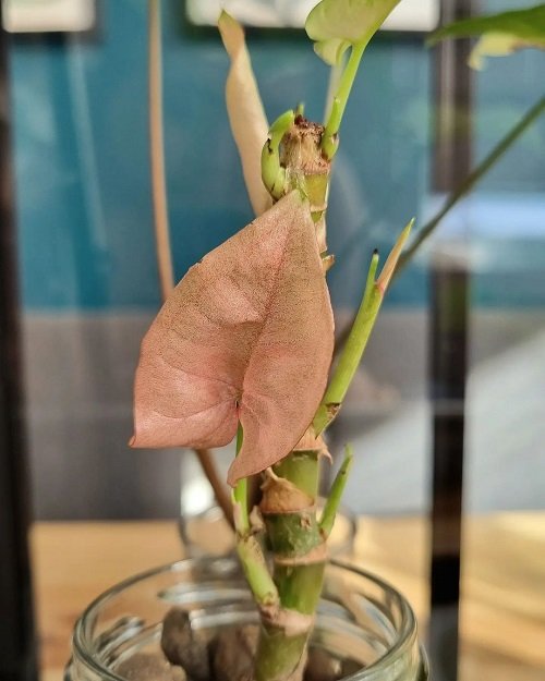 Alocasia Pink Dragon