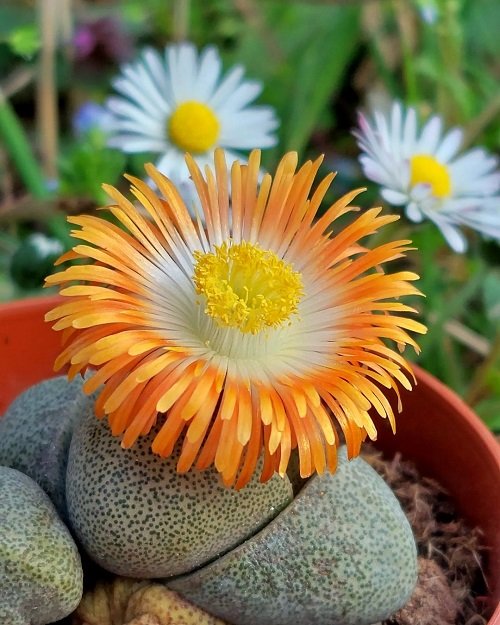 Pleiospilos nelii Varieties  blooming