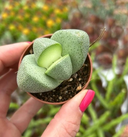 Pleiospilos nelii Varieties  in tiny pot