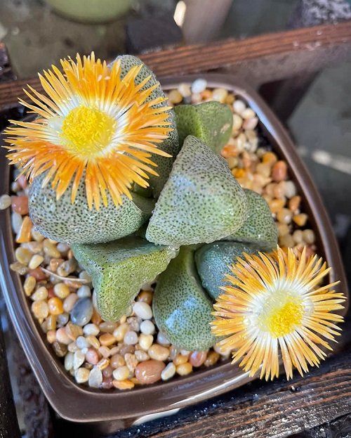 Pleiospilos nelii Varieties  in square pot