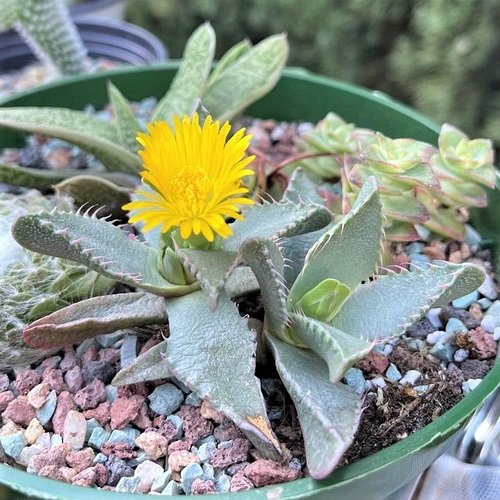 Pleiospilos nelii Varieties  with yellow flower