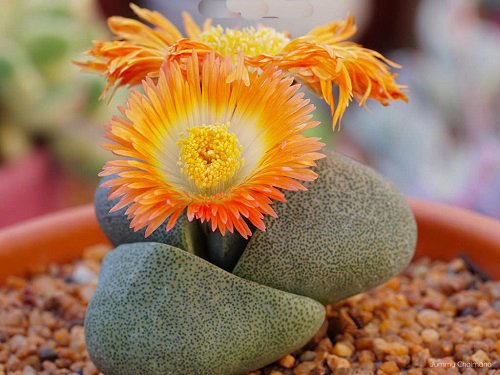 Pleiospilos nelii Varieties  in pot