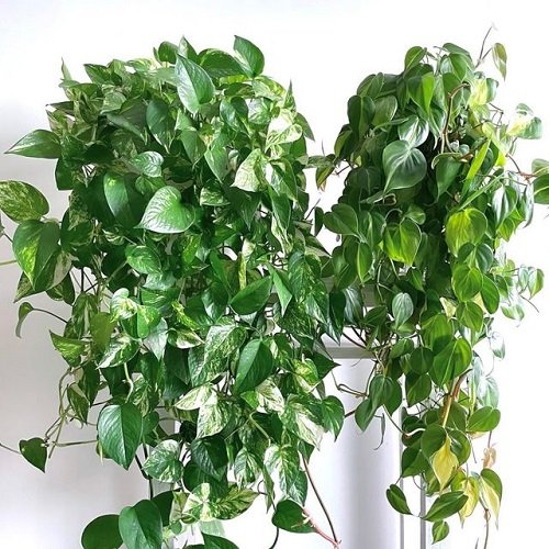 Do Pothos Like Humidity