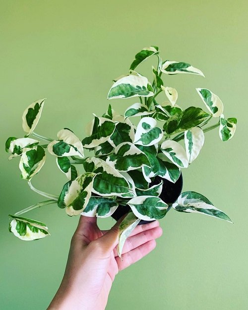 Do Pothos Like Humidity 10