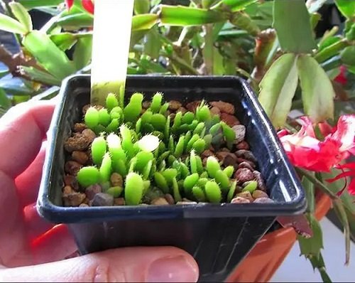 Ways to Propagate Christmas Cactus 7