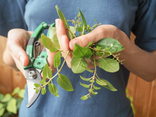 Propagating Fuchsia