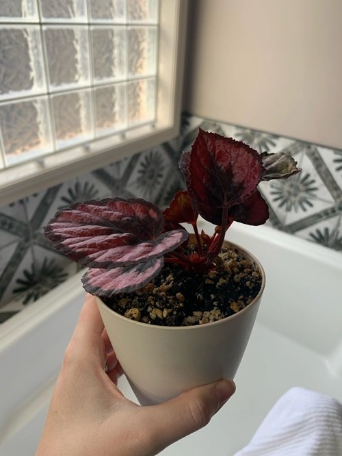 Rex Begonia propagation from leaf