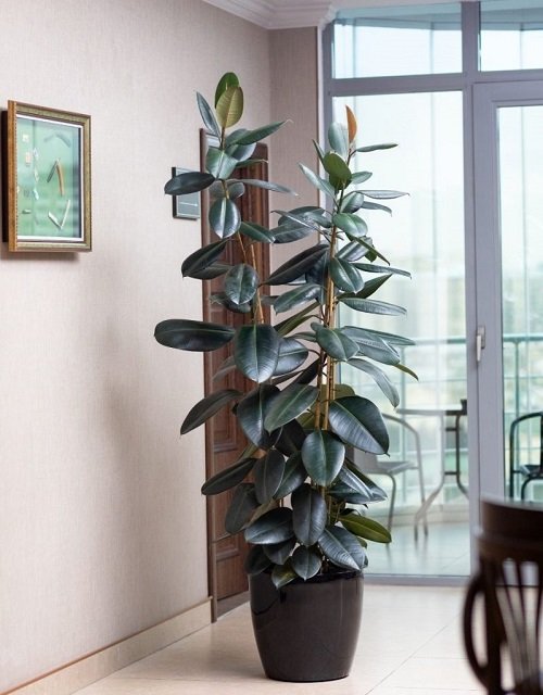 rubber plant care