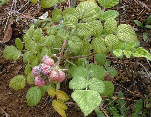 Poison Ivy Look Alike Plants with Three Leaves 2