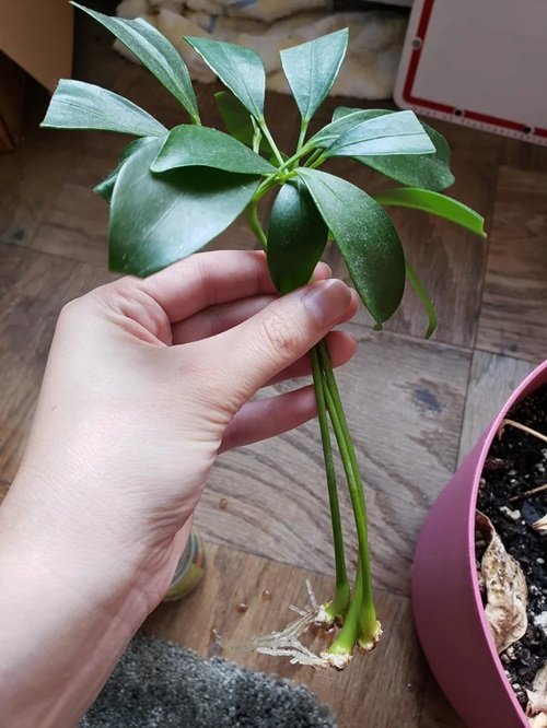 Dwarf Umbrella Tree propagation