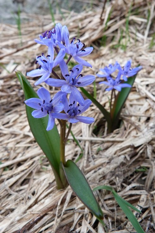 Purple Spring Flowers