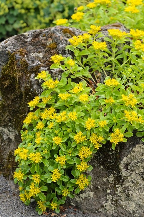 Beautiful Korean Succulents and yellow flower