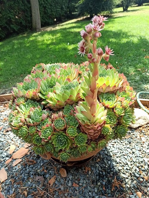 Beautiful Korean Succulents bunch