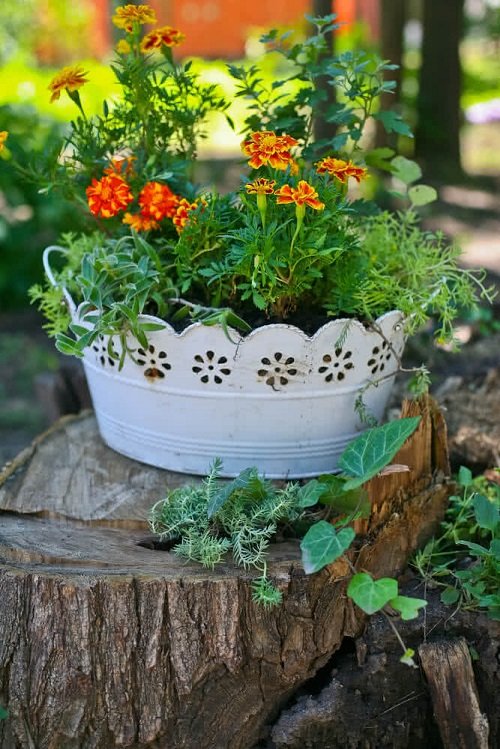 marigolds in container 2