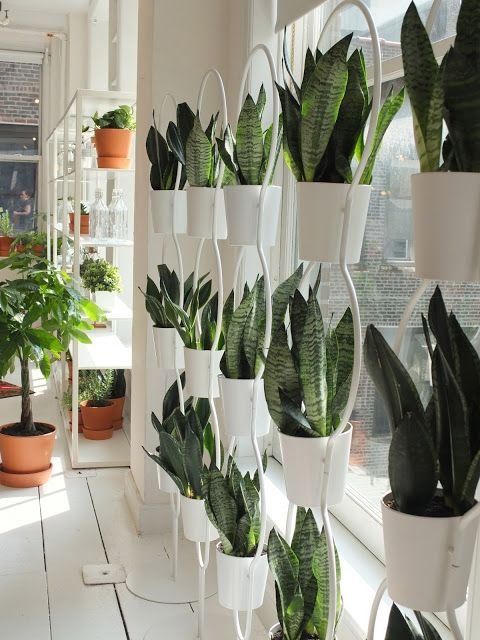 Trendy Snake Plant Arrangements 