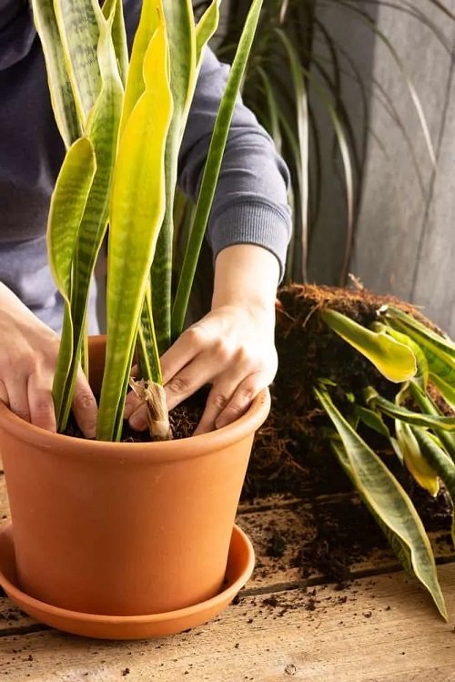 Snake Plant and leaves in same pot