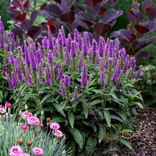 Top best Purple Spring Flowers