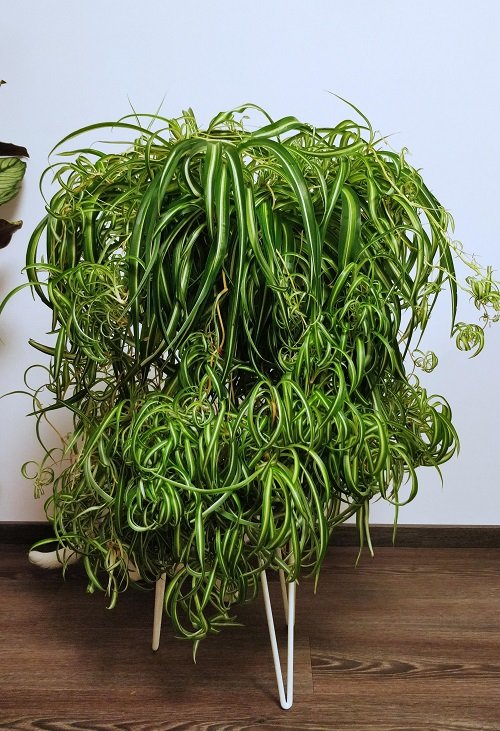 Spider Plant Curly and Full in sunlight