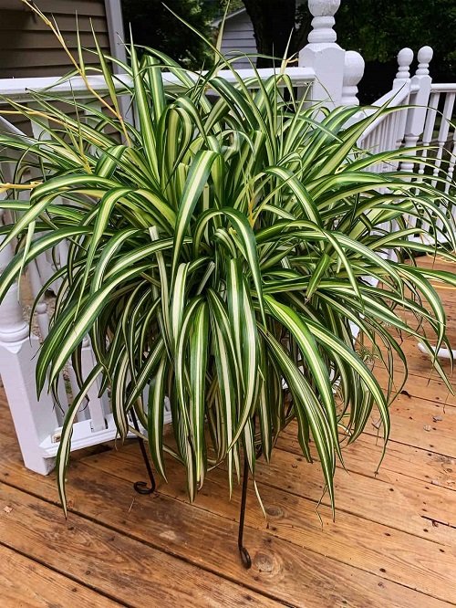 How To Water Spider Plants