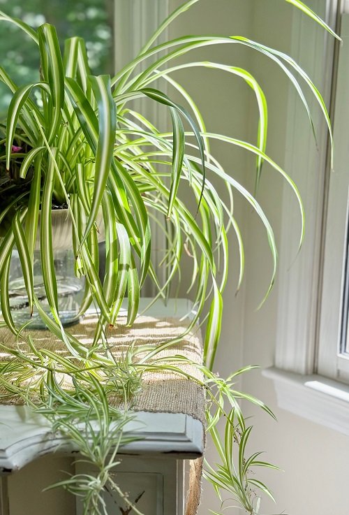 watering spider plants 4