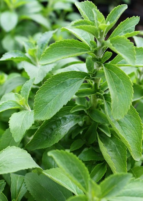 Herbs you should never buy 11