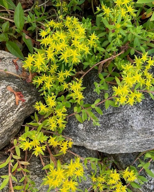 Beautiful Korean Succulents1