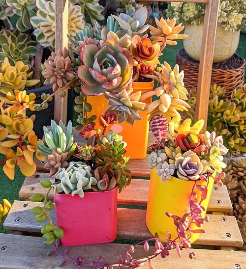 Secret Hacks for Colorful Succulents 5