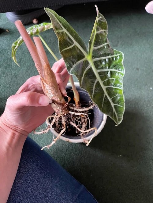 Propagating Elephant Ear Plants 6