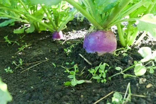 Grown Vegetables in the Shade