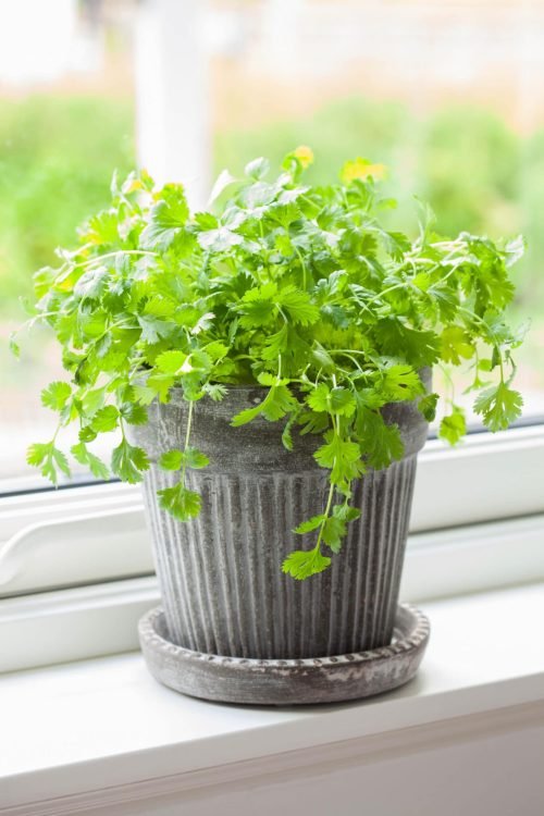 How to Grow Cilantro Indoors