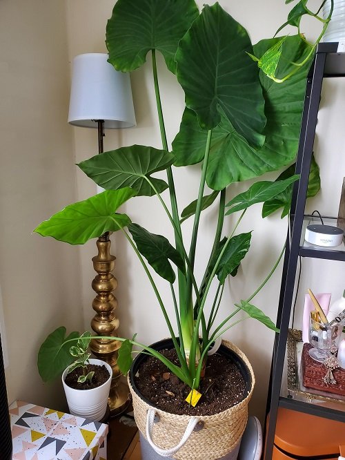 Propagating Elephant Ear Plants