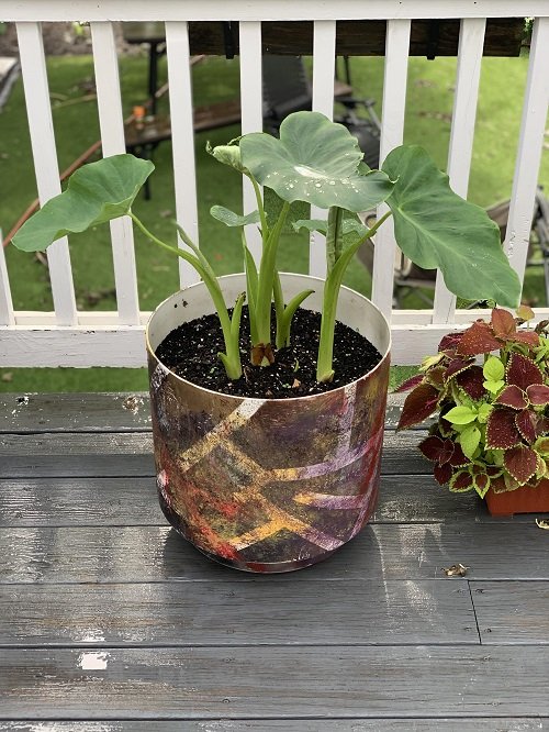 Propagate Elephant Ear Plant by stem cutting 