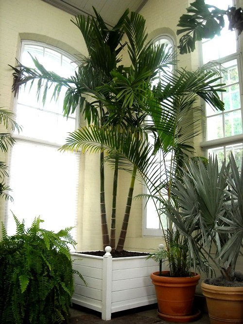 Cat-safe Indoor Trees 3